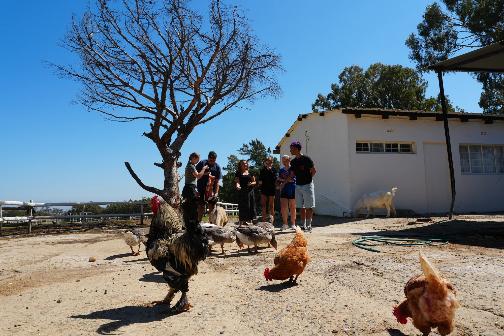 Learners among chickens and geese in the Hillside Farm yard